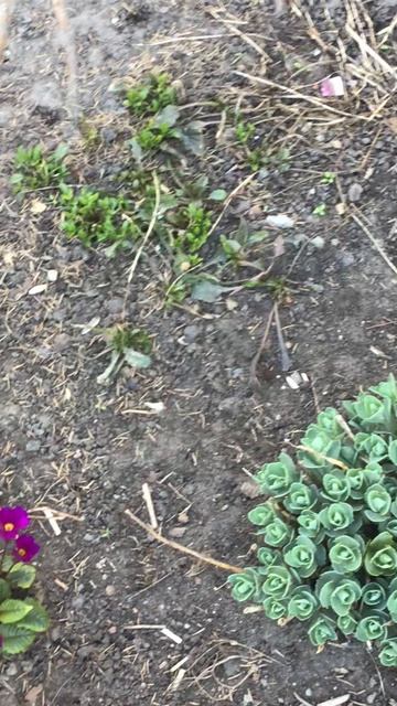 Санкт-Петербург. Проспект Энгелса. 17.04.2026. Цветы у дома. Эпизод 12