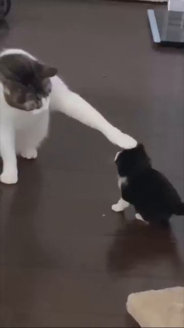 Kitten Memes That Make You Want A Cat Immediately  Shorts