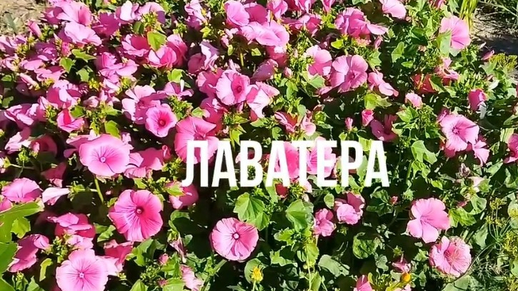 Лаватера - неприхотливое декоративное растение