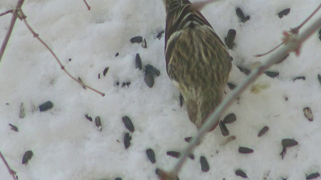 8Чечетки-наблюдение звук 2