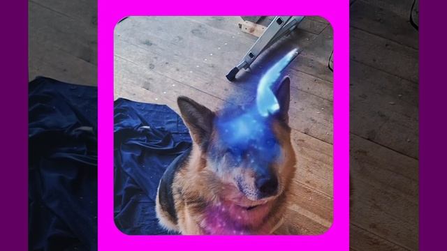 1000056350.mp4 Собака наблюдает за устройством лестницы на 2-ой этаж в доме А-фрейм