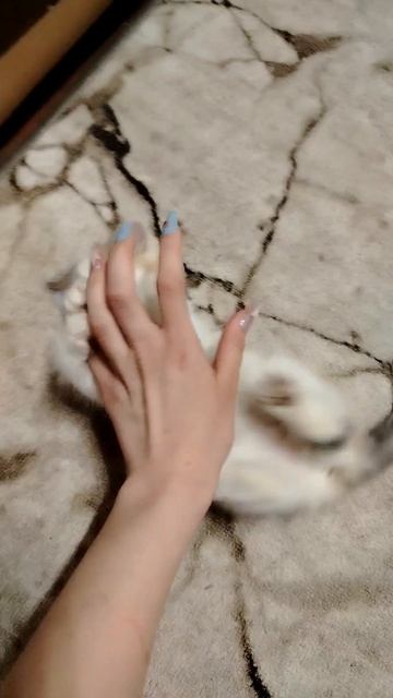 Котёнок и рука с длинными ногтями.