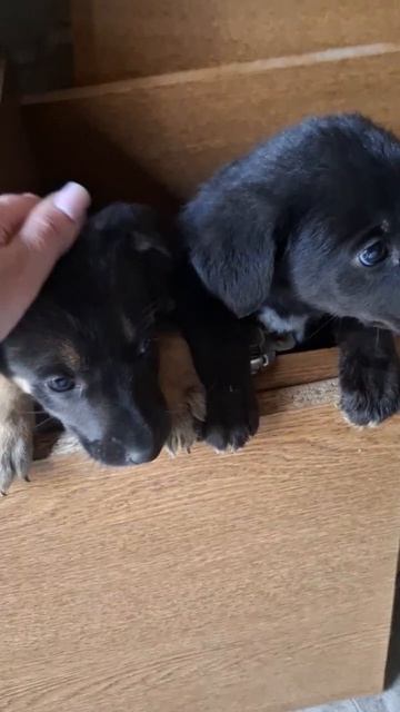 Мальчишки катаясь на велосипедах  нашли малышей. Сидели в коробке  под деревом  Естественно  кто-