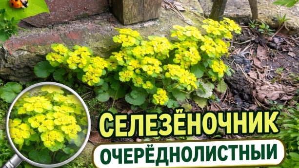 Селезёночник