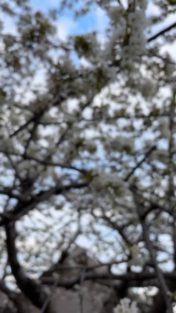 ДНР. Харцызск. 18.04.2026. Цветы у дома. Красная черешня в пене цветов. Эпизод 3