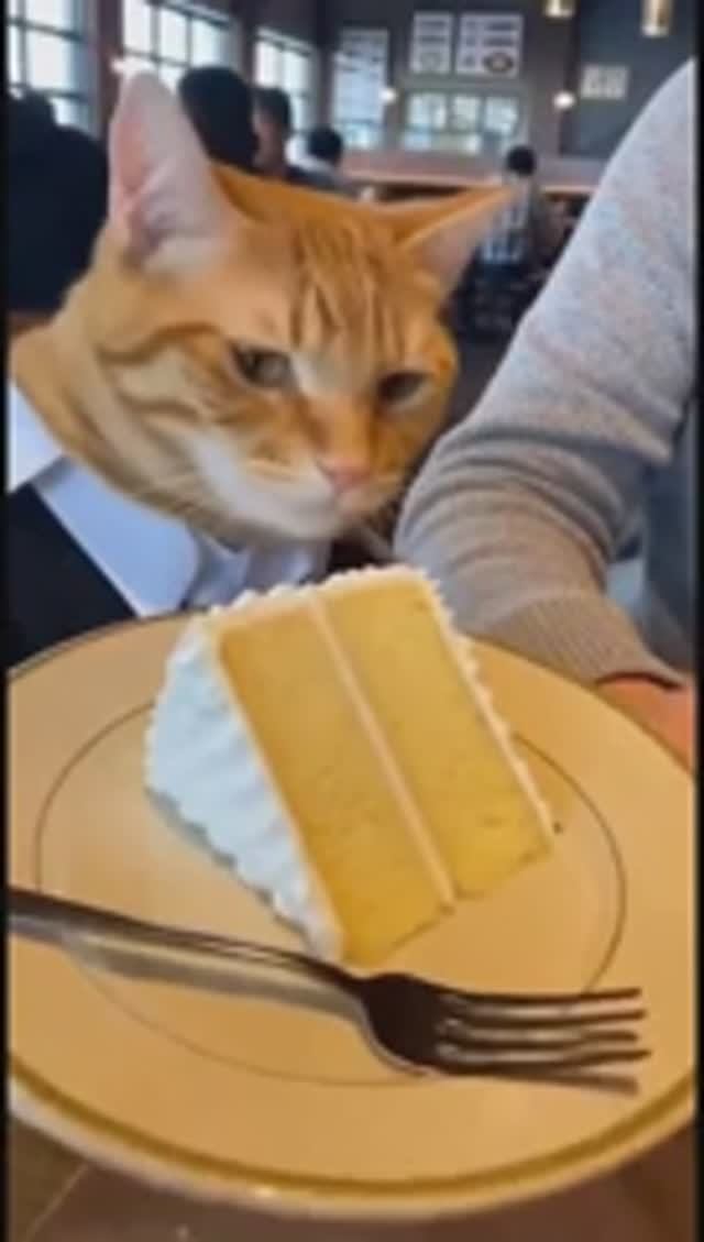 Когда ваш официант кот