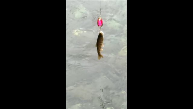 Рыбалка на камчатской реке Быстрая часть 7