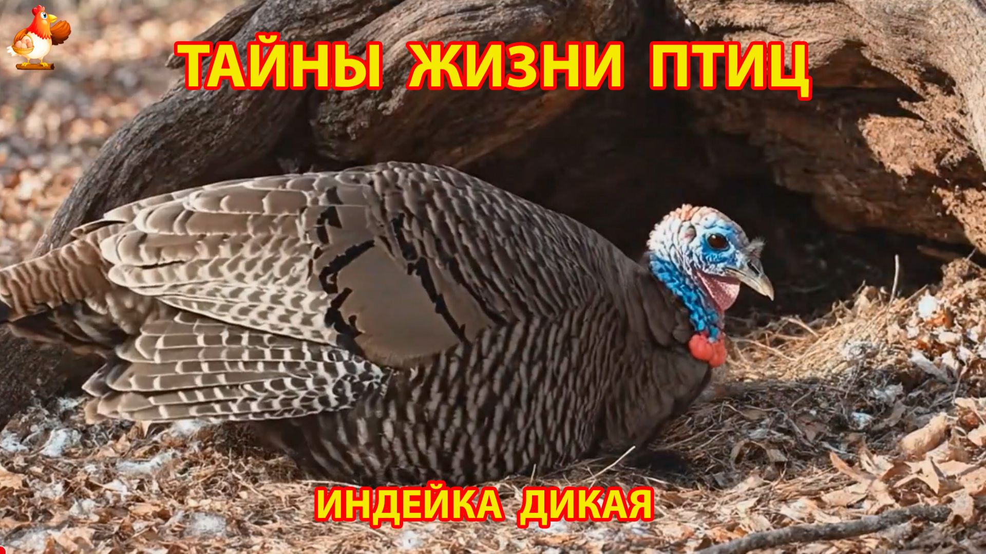 Тайны жизни птиц в природе  Индейка дикая
