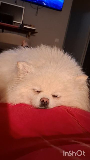 Глазки закрываютсяРежим сна активирован: инструкция от ШпицБульки Реснички ШпицБуль собаки