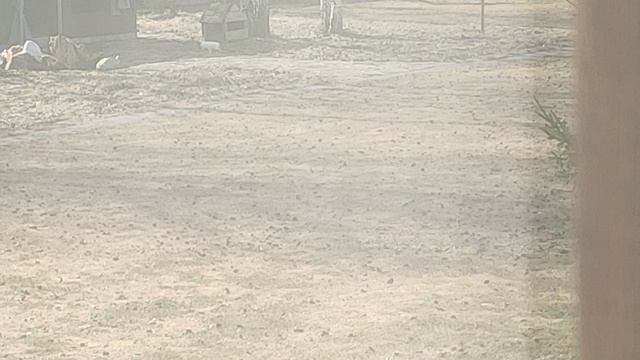 что делает заец