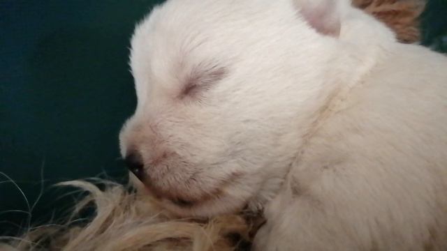 VID_20260325_091130.mp4