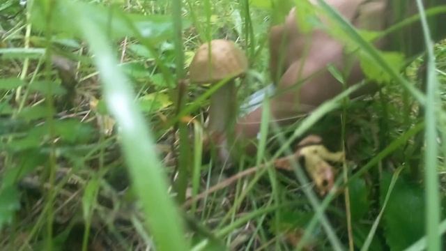 семейный сбор грибов