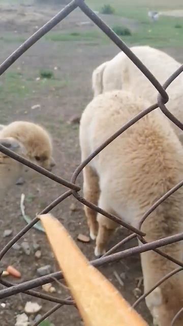 животные лама настроение ферма прогулка жизньпрекрасна корм2 еда лайк зоопарк жиз