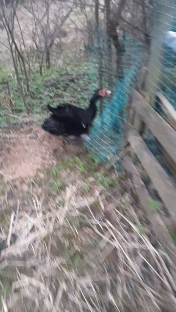 Мои ути чернышки красатули🥰