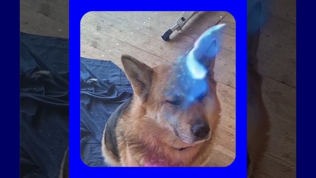 1000056352.mp4 Собака наблюдает за устройством лестницы на 2-ой этаж в доме А-фрейм