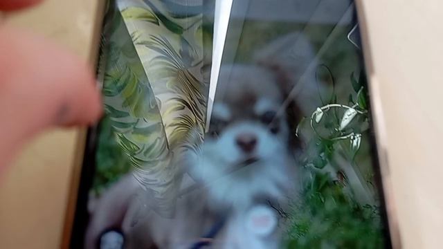 Annat тренд для собачников