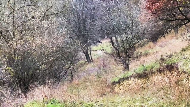 Fallow Deer Stalking - Field To Fork - Hunter Gatherer Cooking  The Deercast - HGC