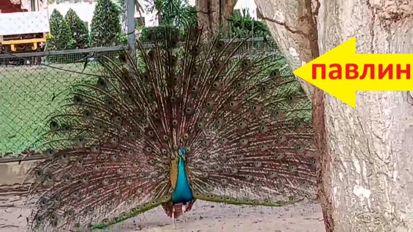 0f857d2c2001438e1a3994d6053fb87f