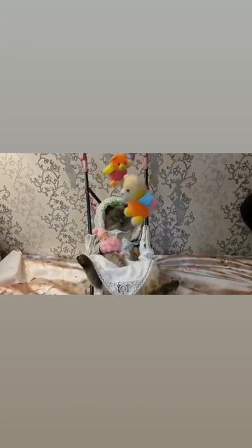 мой кот Кекс