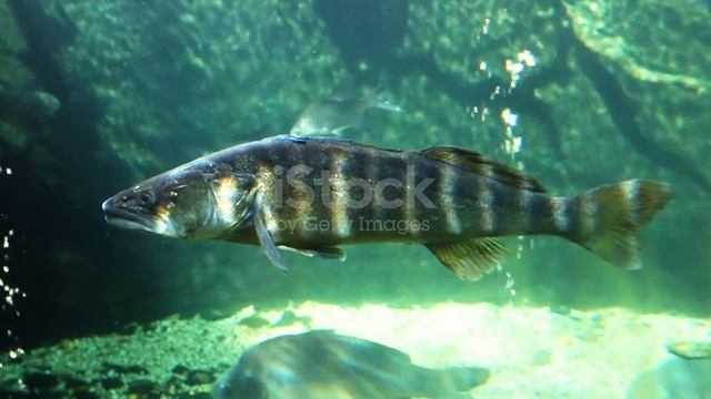 Брелок The Gift Oasis мини брелок Фляжка Судак Серебристый