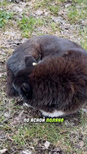 Дружбы не получилось но я не отчаиваюсь. Зато руки на месте!  собака яснаяполяна тула