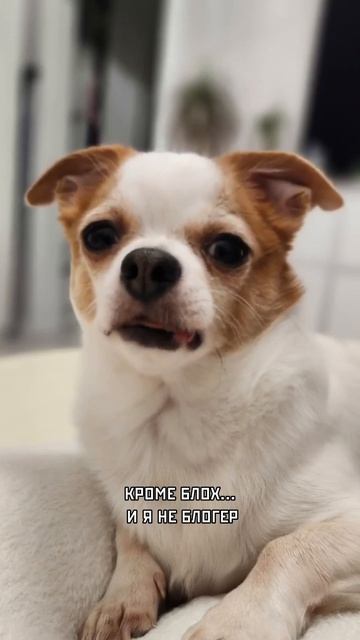 Блохер 😃🐶❤️