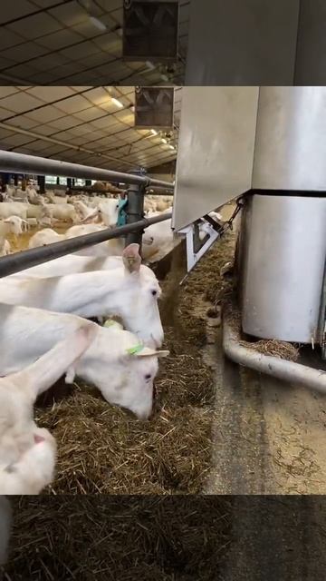 Беспилотный Кормораздатчик смеситель для овец коз КРС Sieplo