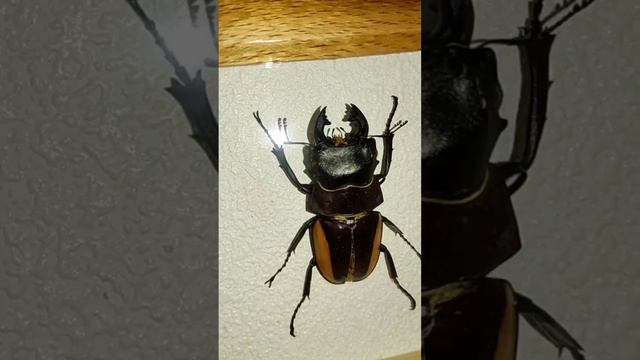 моя коллекция