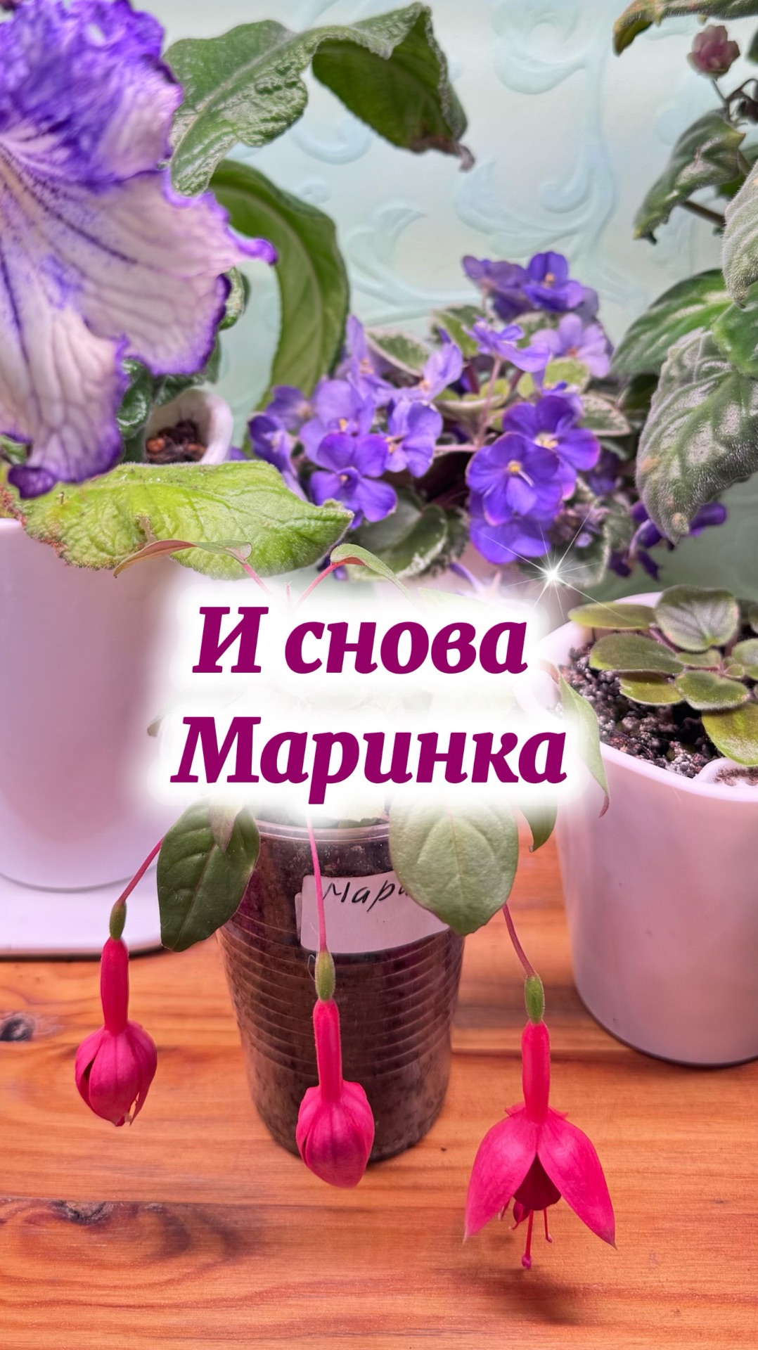 Продолжаем формировать Маринку. Она не взирая ни на что цветёт фуксии