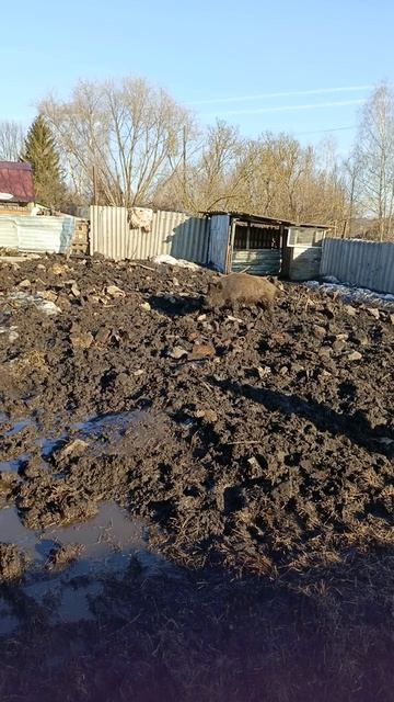 Охота на Кабана