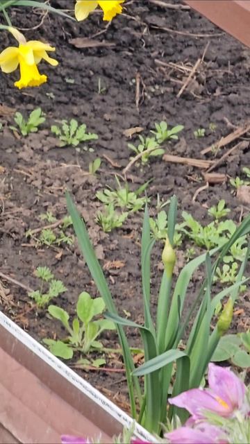 Цветочки которые нашёл на участке 18 апреля. Если знаете их названия пишите в комментариях что уз