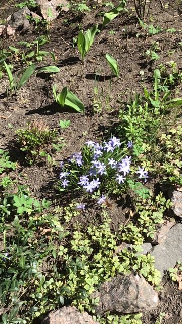 Санкт-Петербург. Проспект Энгелса. 17.04.2026. Цветы у дома. Эпизод 4