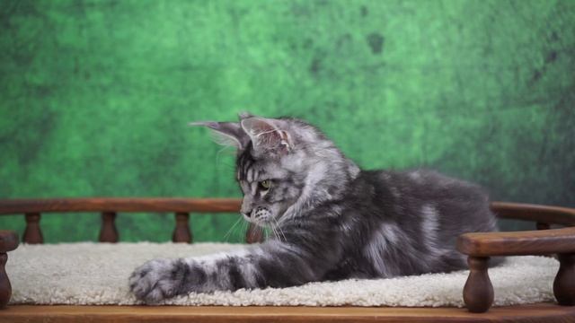 Drogo 4 месяца