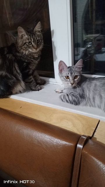 Евочка и Граф