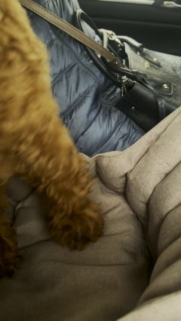 Томми и бабушка