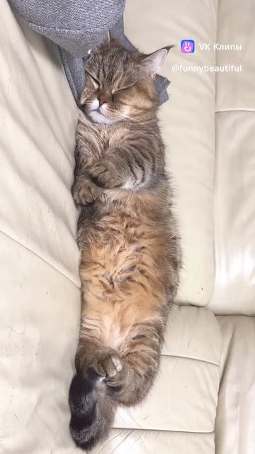 #доброеутро #котики #смешноевидео
#взаимныеподписки