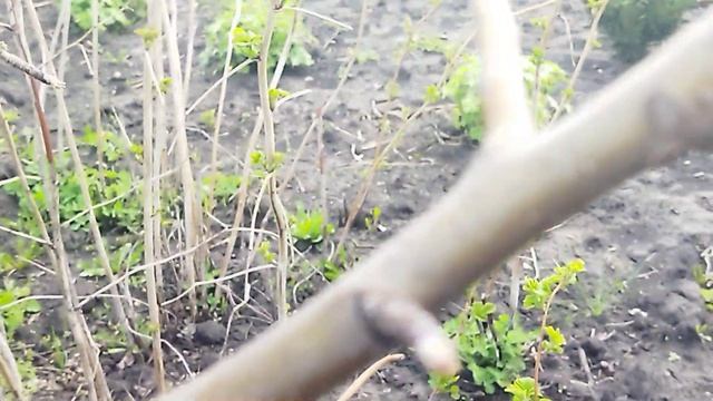 Смастерила парник. Посеяла горох.