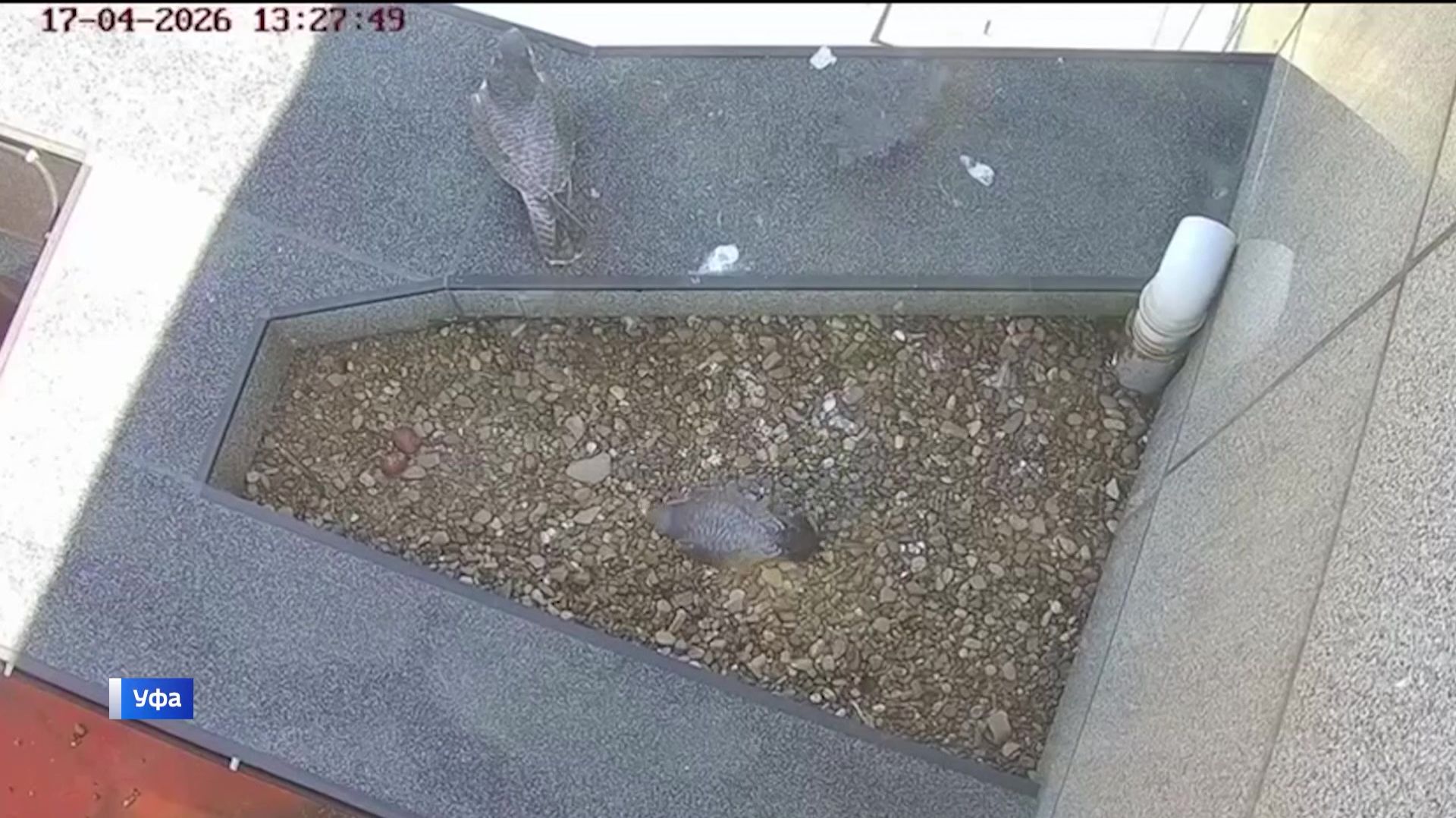 На крыше небоскреба в Уфе сапсаны ждут потомства