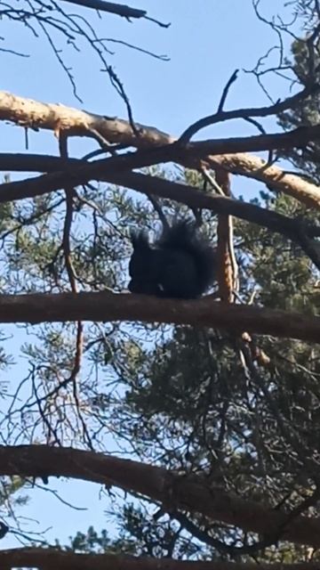 красивая белочка встретилась нам Лина София 2026 Дацан