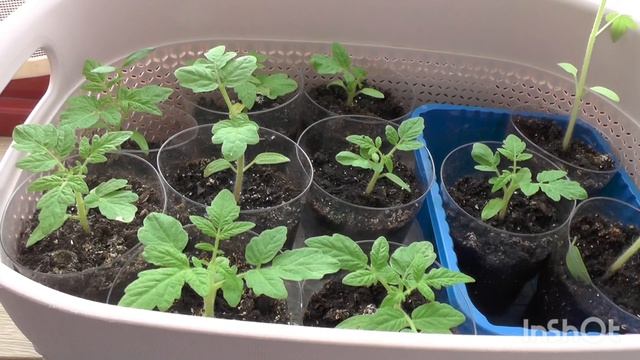 Пройдет обзор и рассада переезжает.