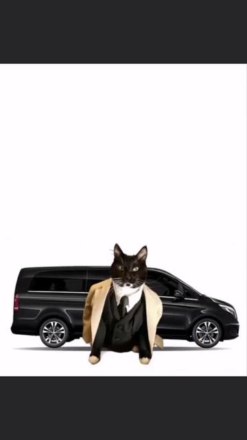 котята пояснят)