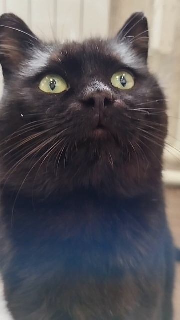 #село #кот #черныш #животные #голос #мысли #мысливслух #cat