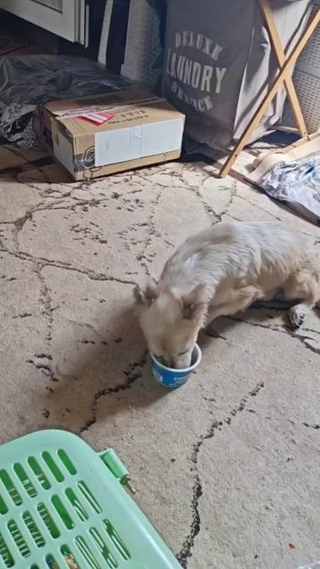 Снежок и битва за котлету