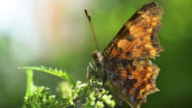 The United States Of America Second Half Of The 2020s: An Anatomy Of The Permanent Political Crisi