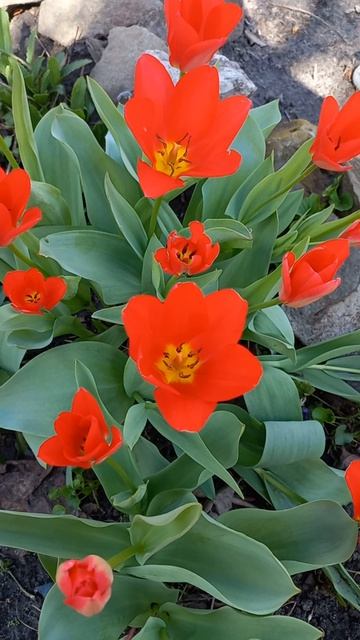 природацветытюльпаны