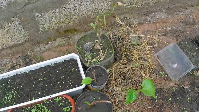 Нашествие термитов на теплицу