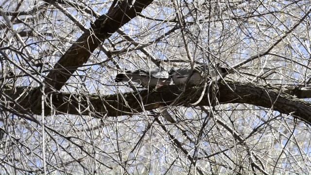 Голубь Вяхирь или Витютень. Весна. Любовь. Птицы России.