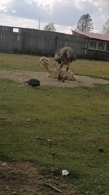 прогулка страус настроение лама животные  ферма любовь обнимашки осень шортс лайк