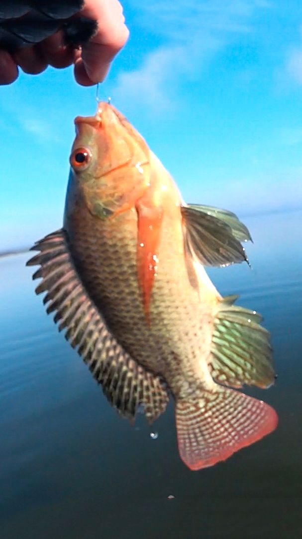 Тилапия на спиннинг - Нововоронеж 2026