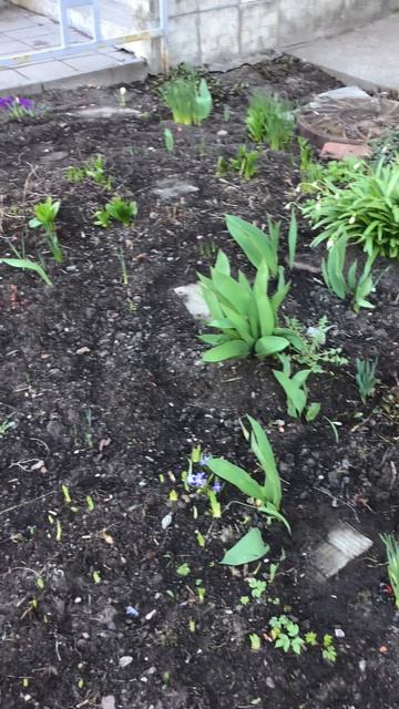 Санкт-Петербург. Проспект Энгелса. 17.04.2026. Цветы у дома. Эпизод 16